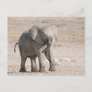 Lebhafter junger Elefant Postkarte