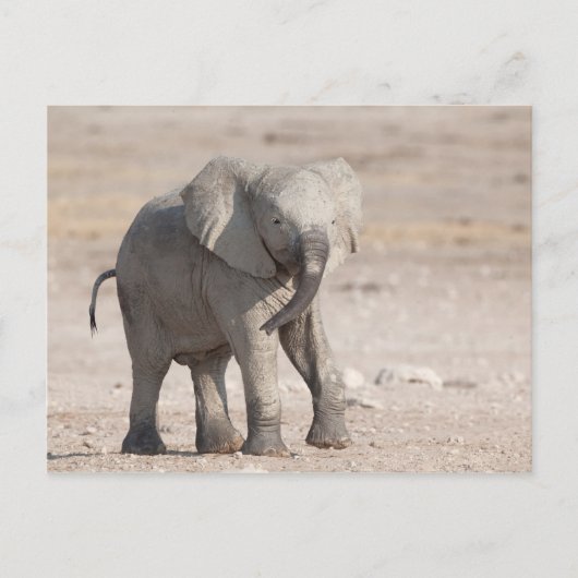 Lebhafter junger Elefant Postkarte (Vorderseite)