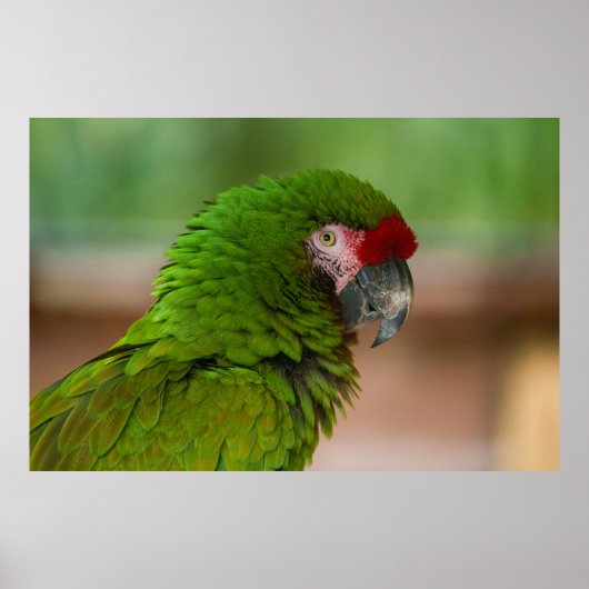 Lebhafter Macaw-Papagei in der Profilansicht Poster (Vorne)