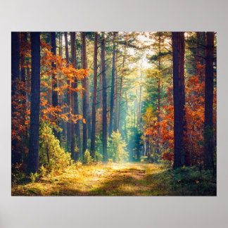 Lebhafter Morgen im farbenfrohen Wald mit Sonnenst Poster