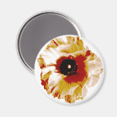 lebhafter Orange- und Weißranunculus Magnet (Vorderseite/Rückseite)