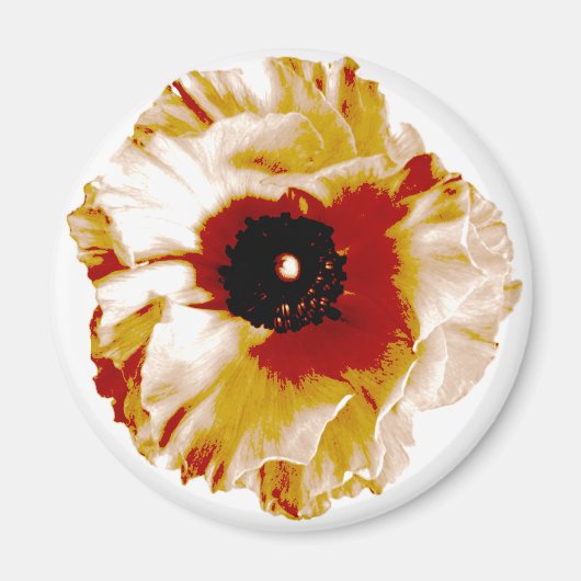 lebhafter Orange- und Weißranunculus Magnet (Vorne)