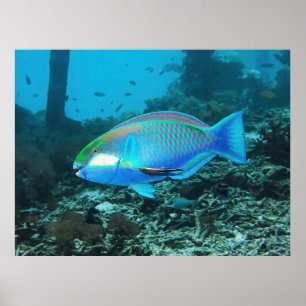 Lebhafter Parrotfish Poster