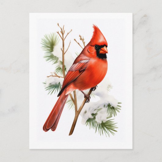 Lebhafter Roter Kardinal im Winter - Grußwagen Postkarte (Vorderseite)