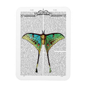 Lebhafter Schmetterling Magnet