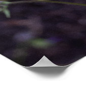 Lebhafter Sonnenschein: Orangefarbene Sonnenblumen Poster (Ecke)