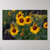 Lebhafter Sonnenschein: Orangefarbene Sonnenblumen Poster (Vorne)