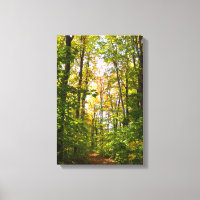 Lebhafter Weg im Wald
