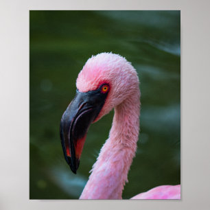Lebhaftes Flamingo-Portrait - Vogelfotografie Poster