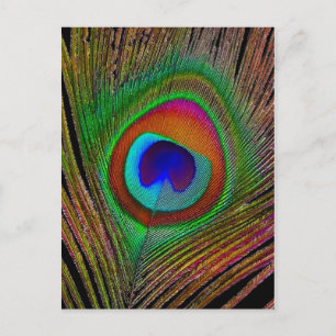Lebhaftes Kupfer Peacock Feather Postkarte