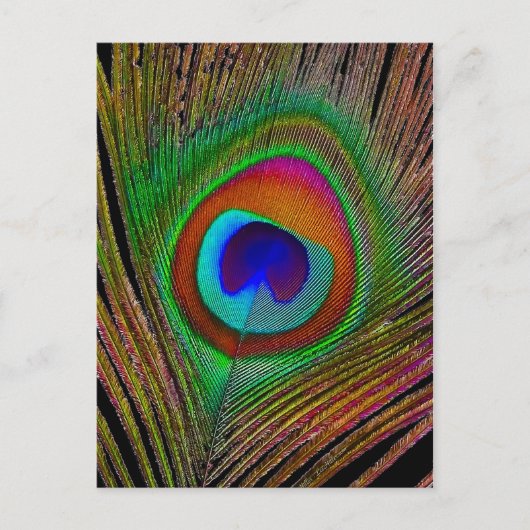 Lebhaftes Kupfer Peacock Feather Postkarte (Vorderseite)