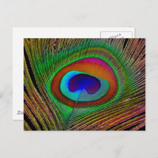 Lebhaftes Kupfer Peacock Feather Postkarte (Vorne/Hinten)