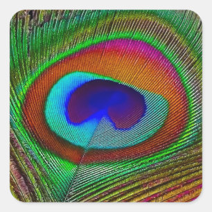 Lebhaftes Kupfer Peacock Feather Quadratischer Aufkleber