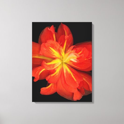 Lebhaftes Orange Begonia Macro Leinwanddruck (Vorderseite)