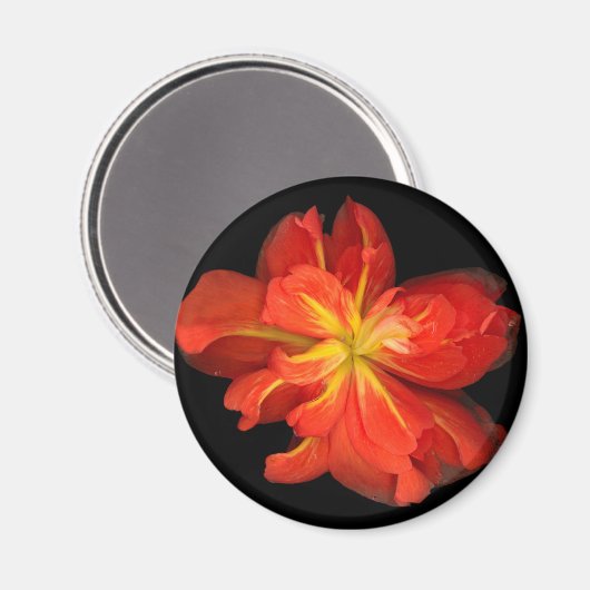 Lebhaftes Orange Begonia Macro Magnet (Vorderseite/Rückseite)