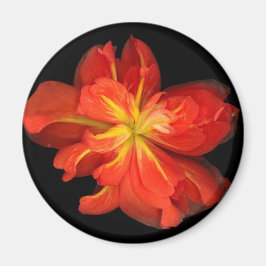 Lebhaftes Orange Begonia Macro Magnet