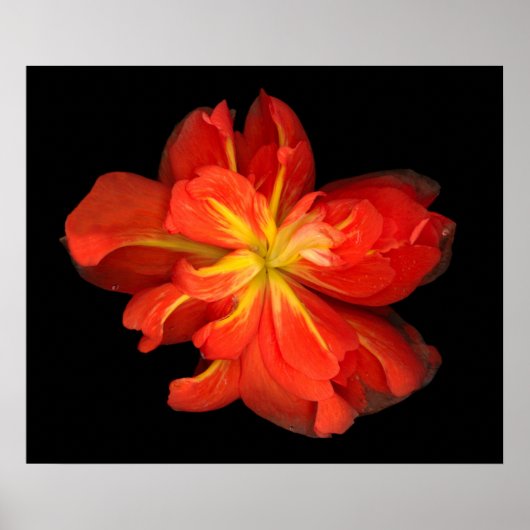 Lebhaftes Orange Begonia Macro Poster (Vorne)