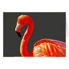 Lebhaftes Orange Pink Flamingo