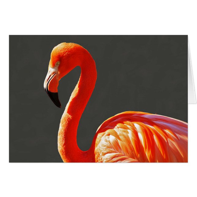 Lebhaftes Orange Pink Flamingo (Vorderseite (Horizontal))