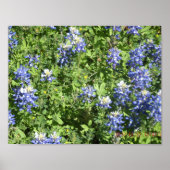 Lebhaftes Texas Bluebonnet Wall Poster (Vorne)