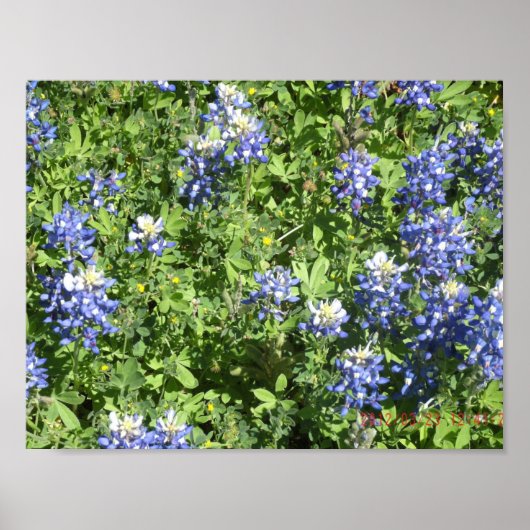 Lebhaftes Texas Bluebonnet Wall Poster (Vorne)