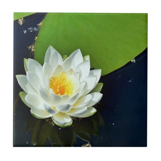 Lebhaftes White Water Lily Foto Fliese (Vorderseite)