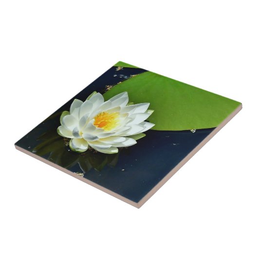 Lebhaftes White Water Lily Foto Fliese (Seite)