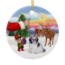 Leckerei für einen Shih Tzu (A)