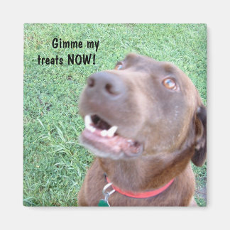 Leckereien JETZT Magnet