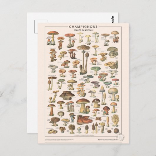 Leçons de Choses les Champignons Postkarte (Vorne/Hinten)