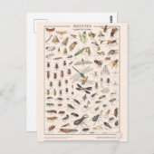 Leçons de choses les insectes postkarte (Vorne/Hinten)