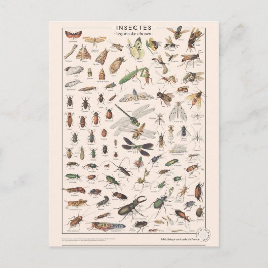Leçons de choses les insectes postkarte (Vorderseite)