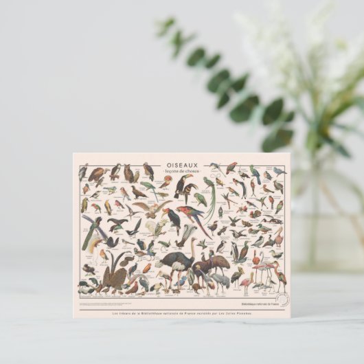 Leçons de choses les oiseaux postkarte (Stehend Vorderseite)