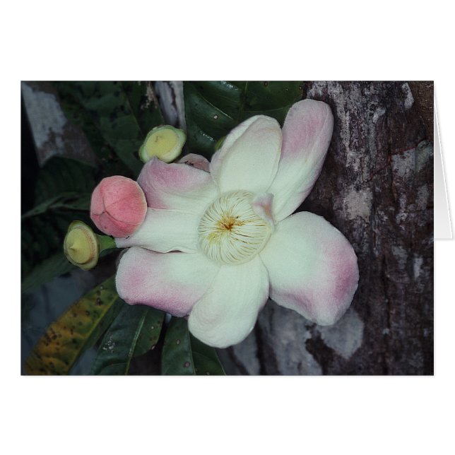 LECYTHIDACEAE: Gustavia augusta (Vorderseite (Horizontal))