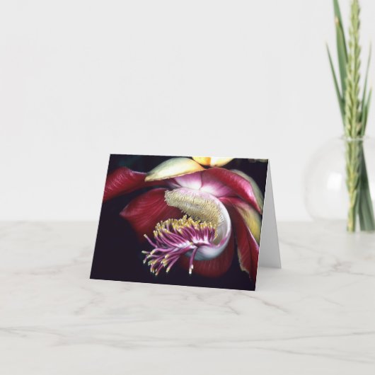 LECYTHIDACEAE: KARTE (Vorderseite)