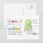 LED-Lichtausgangsdiode Schematisch Postkarte (Vorne/Hinten)