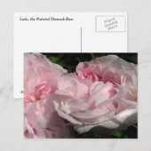 Leda Rose Blume Postkarte (Vorne/Hinten)