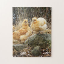 Lederfarbene silkie Hühner