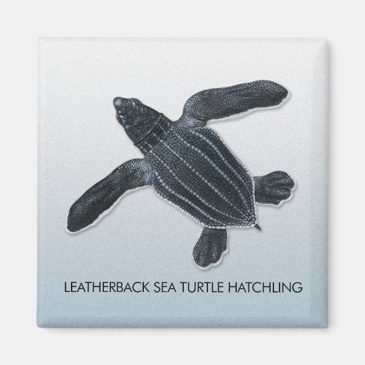Lederrückenschildkrötenmagnet Magnet (Vorne)