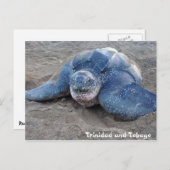 Lederschildkröte in Trinidad und Tobago Postkarte (Vorne/Hinten)