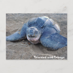 Lederschildkröte in Trinidad und Tobago Postkarte
