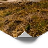 Ledge Geyser, Norris Geyser-Becken Poster (Ecke)