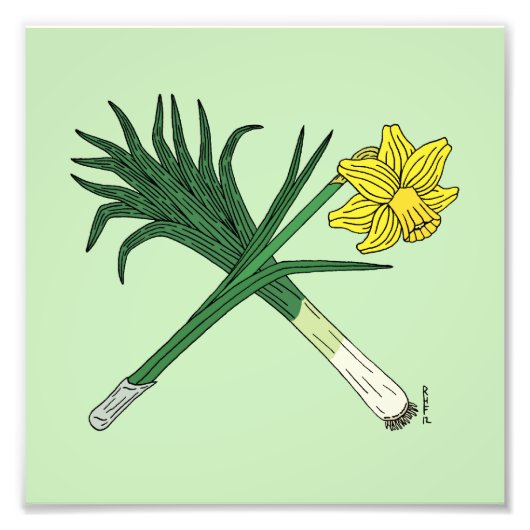 Leek und Daffodil Crossed Fotodruck (Vorne)