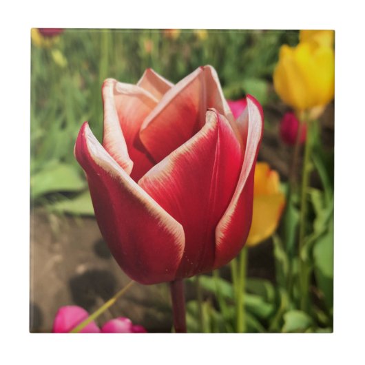 Leen Van Der Mark Tulip, Oregon Fliese (Vorderseite)