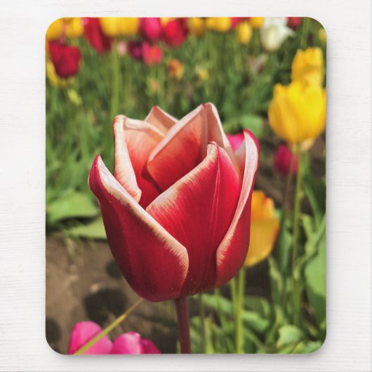 Leen Van Der Mark Tulip, Oregon Mousepad (Vorne)