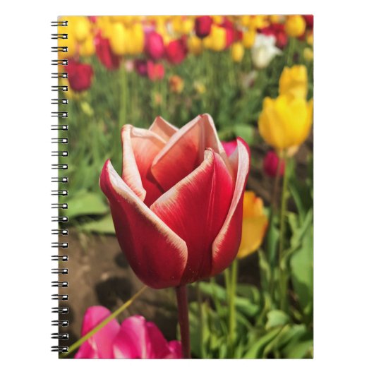 Leen Van Der Mark Tulip, Oregon Notizblock (Vorderseite)
