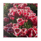 Leen Van Der Mark Tulips, Oregon Fliese (Vorderseite)