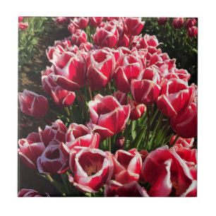 Leen Van Der Mark Tulips, Oregon Fliese