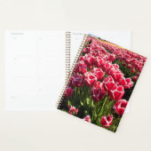 Leen Van Der Mark Tulips, Oregon Planer (Anzeige)