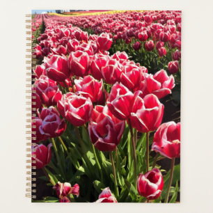 Leen Van Der Mark Tulips, Oregon Planer